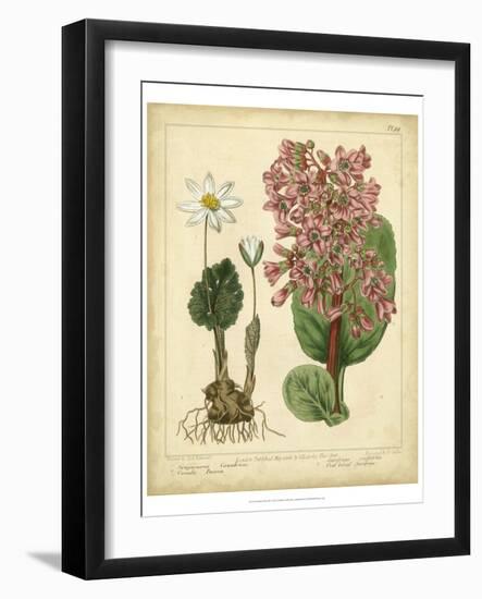 Garden Flora III-Sydenham Edwards-Framed Art Print