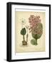 Garden Flora III-Sydenham Edwards-Framed Art Print