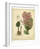 Garden Flora III-Sydenham Edwards-Framed Art Print