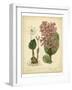 Garden Flora III-Sydenham Edwards-Framed Art Print