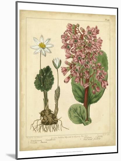 Garden Flora III-Sydenham Edwards-Mounted Art Print