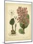 Garden Flora III-Sydenham Edwards-Mounted Art Print