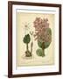 Garden Flora III-Sydenham Edwards-Framed Art Print