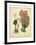 Garden Flora III-Sydenham Edwards-Framed Art Print