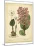 Garden Flora III-Sydenham Edwards-Mounted Art Print