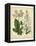 Garden Flora IV-Sydenham Edwards-Framed Stretched Canvas