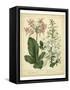 Garden Flora IV-Sydenham Edwards-Framed Stretched Canvas