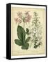 Garden Flora IV-Sydenham Edwards-Framed Stretched Canvas