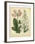 Garden Flora IV-Sydenham Edwards-Framed Art Print