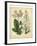 Garden Flora IV-Sydenham Edwards-Framed Art Print