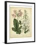 Garden Flora IV-Sydenham Edwards-Framed Art Print