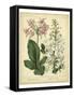 Garden Flora IV-Sydenham Edwards-Framed Stretched Canvas