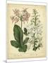 Garden Flora IV-Sydenham Edwards-Mounted Art Print