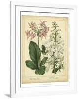 Garden Flora IV-Sydenham Edwards-Framed Art Print