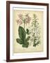 Garden Flora IV-Sydenham Edwards-Framed Art Print