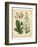 Garden Flora IV-Sydenham Edwards-Framed Art Print