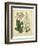 Garden Flora IV-Sydenham Edwards-Framed Art Print