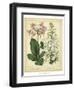 Garden Flora IV-Sydenham Edwards-Framed Art Print