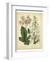 Garden Flora IV-Sydenham Edwards-Framed Art Print