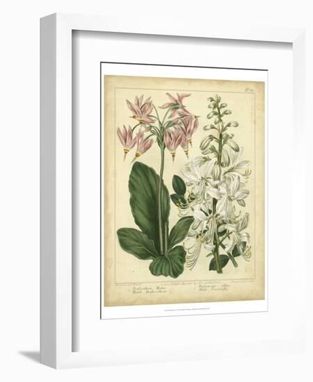 Garden Flora IV-Sydenham Edwards-Framed Art Print