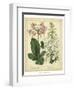 Garden Flora IV-Sydenham Edwards-Framed Art Print