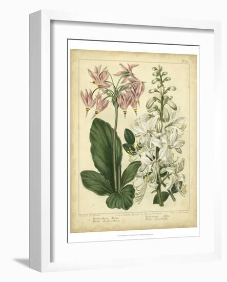 Garden Flora IV-Sydenham Edwards-Framed Art Print