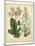 Garden Flora IV-Sydenham Edwards-Mounted Art Print