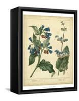 Garden Flora V-Sydenham Edwards-Framed Stretched Canvas