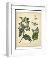 Garden Flora V-Sydenham Edwards-Framed Art Print