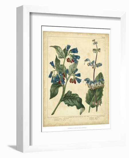 Garden Flora V-Sydenham Edwards-Framed Art Print