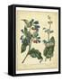 Garden Flora V-Sydenham Edwards-Framed Stretched Canvas