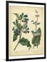 Garden Flora V-Sydenham Edwards-Framed Art Print