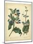 Garden Flora V-Sydenham Edwards-Mounted Art Print