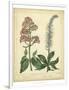 Garden Flora VI-Sydenham Edwards-Framed Art Print