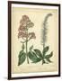 Garden Flora VI-Sydenham Edwards-Framed Art Print