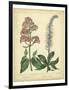 Garden Flora VI-Sydenham Edwards-Framed Art Print