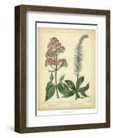 Garden Flora VI-Sydenham Edwards-Framed Art Print