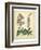 Garden Flora VI-Sydenham Edwards-Framed Art Print