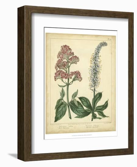 Garden Flora VI-Sydenham Edwards-Framed Art Print