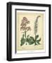 Garden Flora VI-Sydenham Edwards-Framed Art Print