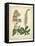 Garden Flora VI-Sydenham Edwards-Framed Stretched Canvas