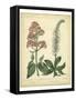 Garden Flora VI-Sydenham Edwards-Framed Stretched Canvas