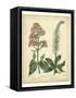 Garden Flora VI-Sydenham Edwards-Framed Stretched Canvas