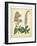 Garden Flora VI-Sydenham Edwards-Framed Art Print