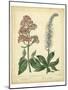 Garden Flora VI-Sydenham Edwards-Mounted Art Print