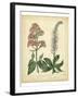 Garden Flora VI-Sydenham Edwards-Framed Art Print