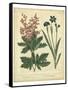 Garden Flora VII-Sydenham Edwards-Framed Stretched Canvas