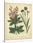 Garden Flora VII-Sydenham Edwards-Stretched Canvas