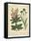 Garden Flora VII-Sydenham Edwards-Framed Stretched Canvas
