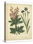 Garden Flora VII-Sydenham Edwards-Stretched Canvas